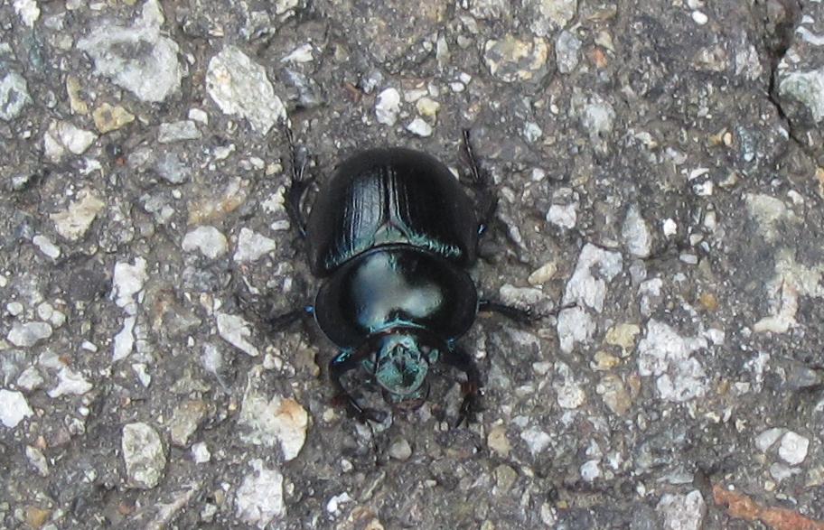 Coleottero da ID - Anoplotrupes stercorosus??
